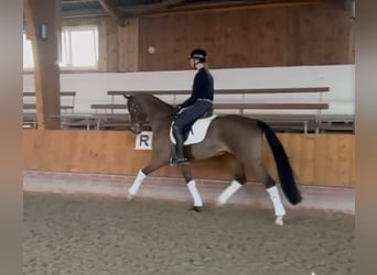 Hannoveraner, Stute, 5 Jahre, 167 cm, Brauner