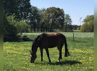 Hannoveraner, Stute, 5 Jahre, 167 cm, Brauner