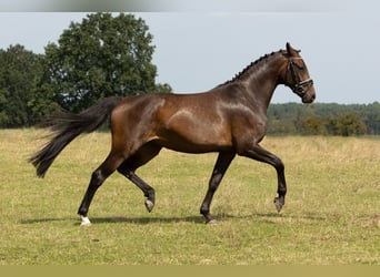 Hannoveraner, Stute, 5 Jahre, 167 cm, Brauner