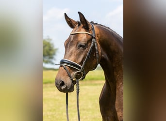 Hannoveraner, Stute, 5 Jahre, 167 cm, Brauner