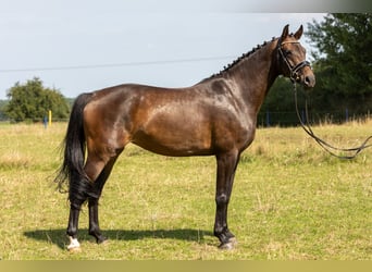 Hannoveraner, Stute, 5 Jahre, 167 cm, Brauner