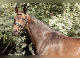 Hannoveraner, Stute, 5 Jahre, 167 cm, Brauner