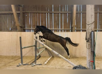 Hannoveraner, Stute, 5 Jahre, 167 cm, Brauner