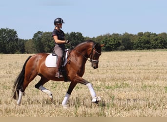 Hannoveraner, Stute, 5 Jahre, 167 cm, Brauner