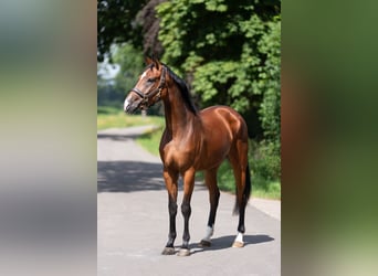 Hannoveraner, Stute, 5 Jahre, 167 cm, Brauner