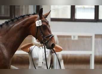 Hannoveraner, Stute, 5 Jahre, 167 cm, Brauner