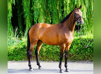 Hannoveraner, Stute, 5 Jahre, 167 cm, Brauner