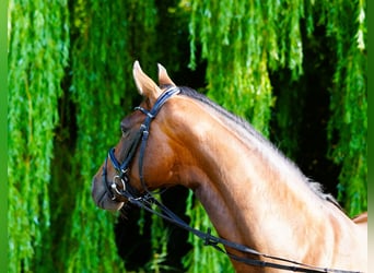 Hannoveraner, Stute, 5 Jahre, 167 cm, Brauner