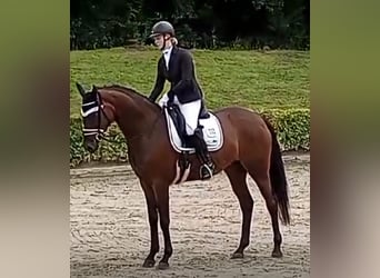 Hannoveraner, Stute, 5 Jahre, 167 cm, Brauner