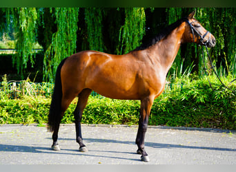 Hannoveraner, Stute, 5 Jahre, 167 cm, Brauner