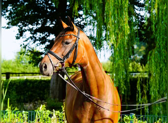 Hannoveraner, Stute, 5 Jahre, 167 cm, Brauner