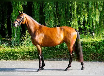Hannoveraner, Stute, 5 Jahre, 167 cm, Brauner