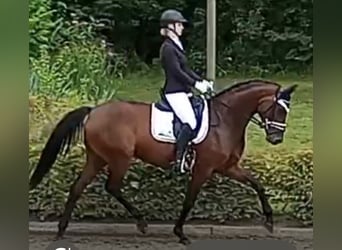 Hannoveraner, Stute, 5 Jahre, 167 cm, Brauner