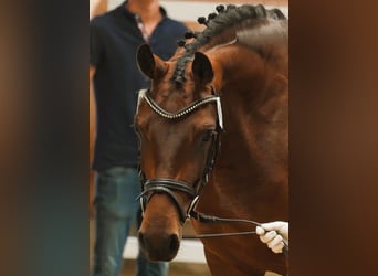 Hannoveraner, Stute, 5 Jahre, 167 cm, Brauner