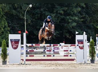 Hannoveraner, Stute, 5 Jahre, 167 cm, Brauner