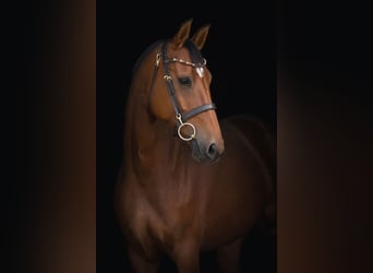 Hannoveraner, Stute, 5 Jahre, 167 cm, Brauner