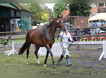 Hannoveraner, Stute, 5 Jahre, 167 cm, Brauner