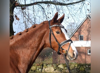 Hannoveraner, Stute, 5 Jahre, 167 cm