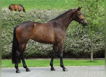 Hannoveraner, Stute, 5 Jahre, 167 cm, Dunkelbrauner