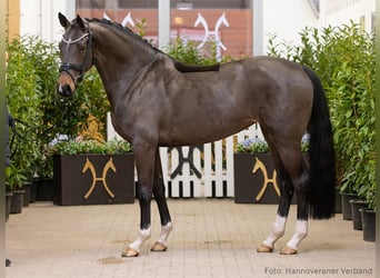 Hannoveraner, Stute, 5 Jahre, 167 cm, Dunkelbrauner