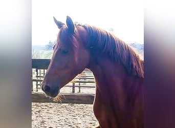 Hannoveraner, Stute, 5 Jahre, 167 cm, Dunkelfuchs