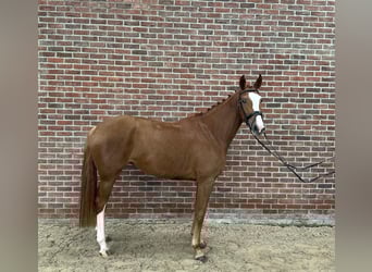 Hannoveraner, Stute, 5 Jahre, 167 cm, Fuchs