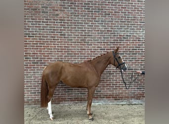 Hannoveraner, Stute, 5 Jahre, 167 cm, Fuchs