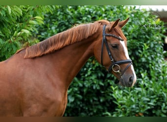 Hannoveraner, Stute, 5 Jahre, 167 cm, Fuchs