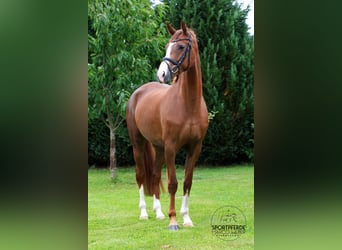 Hannoveraner, Stute, 5 Jahre, 167 cm, Fuchs