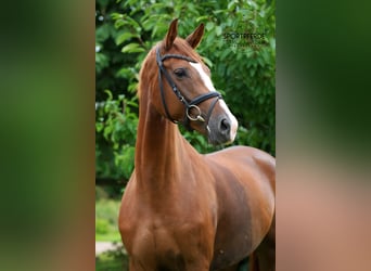 Hannoveraner, Stute, 5 Jahre, 167 cm, Fuchs