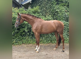 Hannoveraner, Stute, 5 Jahre, 167 cm, Fuchs