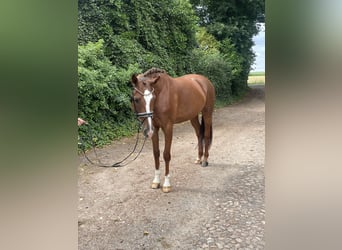Hannoveraner, Stute, 5 Jahre, 167 cm, Fuchs