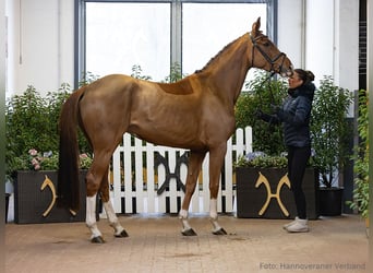 Hannoveraner, Stute, 5 Jahre, 167 cm, Fuchs