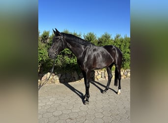 Hannoveraner, Stute, 5 Jahre, 167 cm, Rappe
