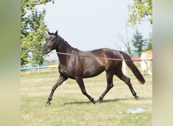 Hannoveraner, Stute, 5 Jahre, 167 cm, Rappe