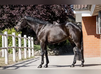 Hannoveraner, Stute, 5 Jahre, 167 cm, Rappe