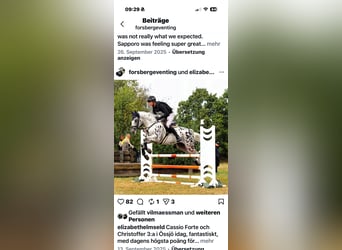 Hannoveraner, Stute, 5 Jahre, 167 cm, Schimmel