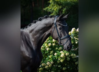 Hannoveraner, Stute, 5 Jahre, 167 cm, Schwarzbrauner Hannoveraner, Stute, 5 Jahre, 167 cm, Schwarzbrauner