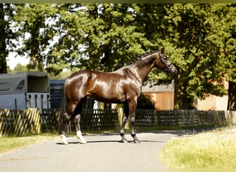 Hannoveraner, Stute, 5 Jahre, 167 cm, Schwarzbrauner