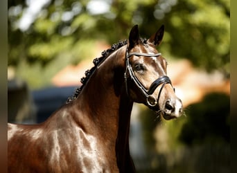 Hannoveraner, Stute, 5 Jahre, 167 cm, Schwarzbrauner