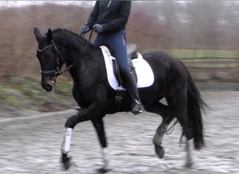 Hannoveraner, Stute, 5 Jahre, 167 cm, Schwarzbrauner