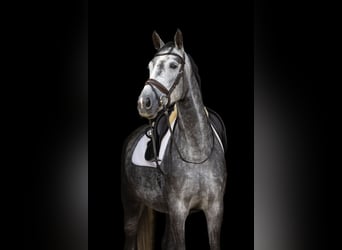 Hannoveraner, Stute, 5 Jahre, 168 cm, Apfelschimmel