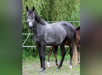 Hannoveraner, Stute, 5 Jahre, 168 cm, Apfelschimmel