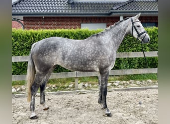 Hannoveraner, Stute, 5 Jahre, 168 cm, Apfelschimmel