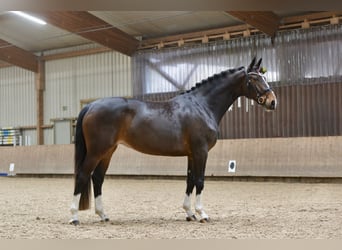 Hannoveraner, Stute, 5 Jahre, 168 cm, Brauner