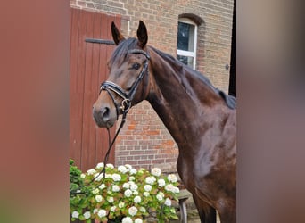 Hannoveraner, Stute, 5 Jahre, 168 cm, Brauner