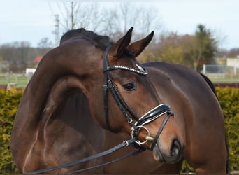 Hannoveraner, Stute, 5 Jahre, 168 cm, Brauner