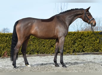 Hannoveraner, Stute, 5 Jahre, 168 cm, Brauner