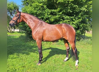 Hannoveraner, Stute, 5 Jahre, 168 cm, Brauner