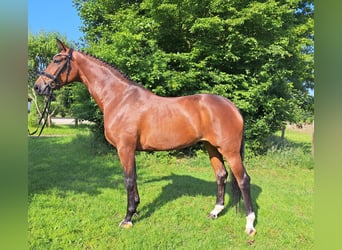 Hannoveraner, Stute, 5 Jahre, 168 cm, Brauner
